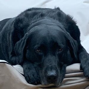 Meet your Posher, Chad